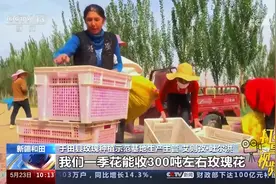 和田：沙漠玫瑰竞相绽放，处处弥漫花香，“花经济”带动产业发展视频封面