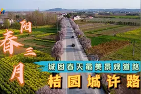 阳春三月，航拍城固春天最美景观道路，桔园城许路视频封面