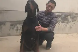 来看看朋友国外引进的杜宾犬，原生态不修耳也能如此霸气帅气视频封面