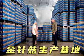 走进蘑菇基地，金针菇年产千吨，松茸松露菌中黄金，纪录片视频封面