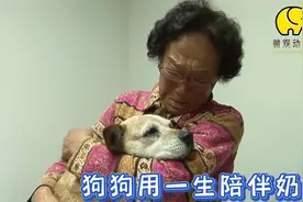 狗狗陪伴了奶奶14年，每天形影不离的守护奶奶，太忠诚了视频封面