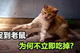 为什么猫抓到老鼠后，都要先蹂躏一番再吃，真是为了报祖仇吗？视频封面