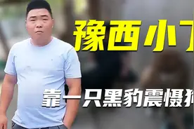 “人仗狗势”的豫西小丁，靠狗场带刀侍卫黑豹，驯服多只护食恶犬视频封面