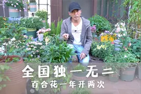 全中国独一无二，百合花一年开两次，秋天开完春天接着开视频封面
