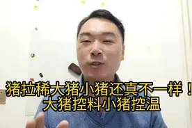 猪拉稀大猪小猪处理办法还真不一样！大猪控料小猪控温！
