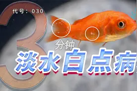 【科普】鱼身上出现白点，病源究竟是什么？又是怎么出现的？视频封面