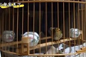 黄腰柳莺深夜突然开唱，叫声婉转美妙让人舍不得睡觉，太好听了视频封面