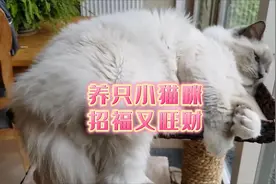 猫咪是有阳气的动物，招财镇宅，养猫的这些好处了解一下视频封面
