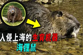入侵上海的海狸鼠，造成养殖户损失上百万，为啥还打不得吃不得？视频封面