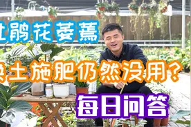 杜鹃花萎靡不振没精神，换土施肥都没用，怎么办？每日问答。视频封面