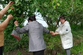 桃子带家人到基地摘樱桃，老板居然禁止孕妇采摘，还有这忌讳？视频封面