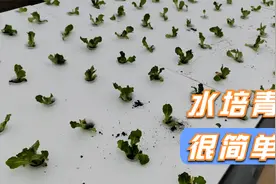 水培青菜，你还没学会？种植高手只需调控1个指标！很简单视频封面