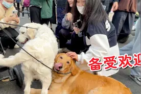带两只狗狗去逛街，竟被一群小姐姐围着撸！视频封面
