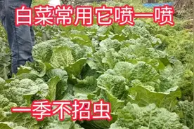 白菜、萝卜招虫子怎么办？分享一个方法，不招虫长得还好视频封面