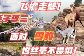 岩羊能飞檐走壁，堪称动物界燕子李三！面对雪豹也丝毫不畏惧！视频封面