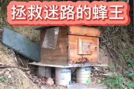 养蜜蜂趣事之拯救迷路的蜂王视频封面