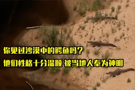 你见过沙漠中的鳄鱼吗？它们性格十分温顺，当地人将鳄鱼奉为神明视频封面