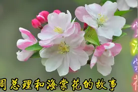 赏海棠花，读《西花厅的海棠花又开了》听周总理和海棠花的故事视频封面