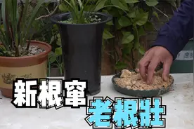 兰花养根催根，用好“生熟料”，新根猛窜老根粗壮视频封面