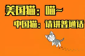 科普冷知识：中国的猫和美国的猫可以无障碍交流吗？视频封面