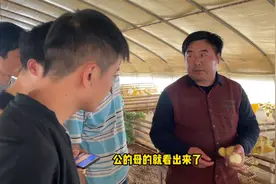 鹅苗骗局套路多，新手养鹅多留心眼，老张教你如何辨别小鹅公母！视频封面