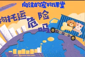 过年回家,如何办理宠物托运?顺丰宠物托运能帮到您视频封面