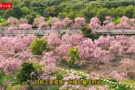 海珠湿地广州樱盛放！入园需提前预约视频封面