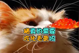 猫真的需要吃化毛膏吗视频封面