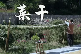 院子里的白菜已熟透，客家人做的菜干，煲汤煲粥绝配视频封面