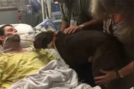 狗狗到医院见主人最后一面，嗅到病床那一刻，场面一度失控！视频封面