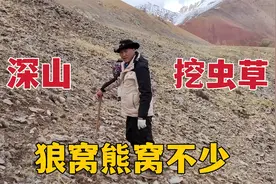 藏族大哥挖虫草遇狼窝，野牦牛骨头就干在附近，山里的路不好走！视频封面