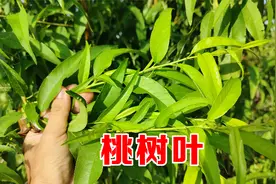 农村的桃树叶是个宝，用来煮水价值这么大？解决了不少男女的烦恼视频封面