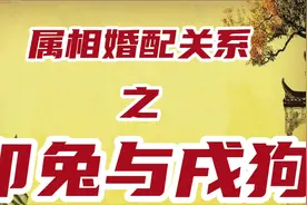 属兔人和属狗人婚配关系解读视频封面