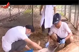 将梅花鹿打麻醉针割下鹿茸 流下的血采集起来 还能制成鹿茸血酒
