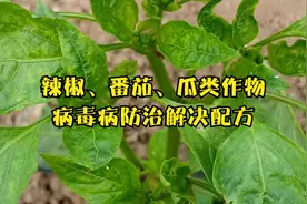 辣椒、番茄、瓜类发生病毒病，用哪些药剂治疗效果更好？视频封面