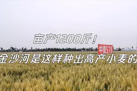 亩产1200斤！金沙河是这样种出高产小麦的视频封面