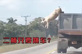 二师兄从车上一跃而下，本以为脑袋开花，结果出人意料视频封面