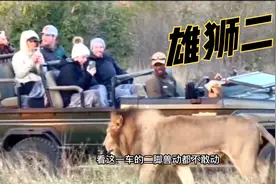 雄狮面对二脚兽和面对母狮的区别，保护野生动物世界零距离冷知识视频封面
