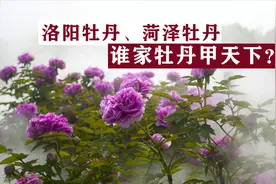 山东菏泽与河南洛阳，谁是中国牡丹第一城？谁家的牡丹名气大？视频封面