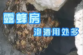 农村山中的露蜂房，药用价值很高，农村有人用来泡酒外用视频封面