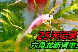 历经25天时间，记录了六角恐龙鱼“断臂重生”的全过程视频封面
