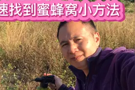 分享快速找到野蜜蜂窝的小方法，提高找蜂成功率，希望大家有收获视频封面