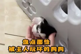 盘点那些被主人玩坏的狗狗，狗子都被整郁闷了。视频封面