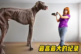 15个“最大”的世界纪录，身高高达两米二，它是世界上最大的狗？视频封面