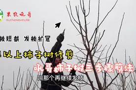 嫁接后三年柿子树，按吼哥三步骤剪法修剪，柿子大还连年结果视频封面