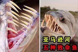 亚马逊河的致命鱼类，满嘴獠牙的鱼，你敢拿来当宠物养吗？视频封面