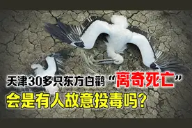 天津30多只东方白鹳离奇死亡，死相看似很痛苦，有人在暗中投毒？视频封面