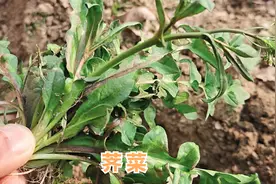 荠菜煮鸡蛋作用厉害了，解决很多生活上的大问题，快来收藏吧视频封面
