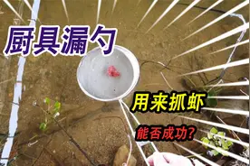 厨房里用来捞饺子的钢铁大漏勺，拿到野外大水库里抓虾，能否抓到视频封面