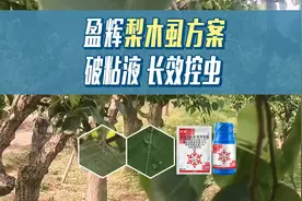 盈辉梨木虱防治方案，破粘液，长效控虫视频封面